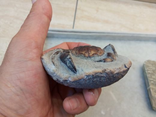 Pulalius vulgaris