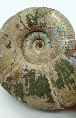 Puzosia quenstedti