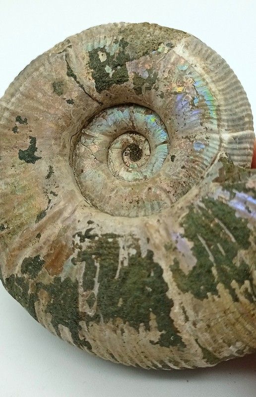Puzosia quenstedti