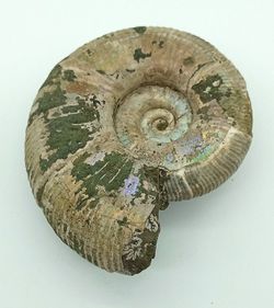 Puzosia quenstedti