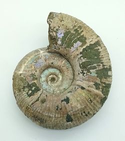 Puzosia quenstedti