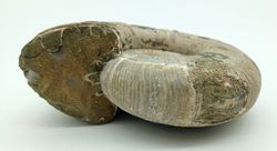 Puzosia quenstedti