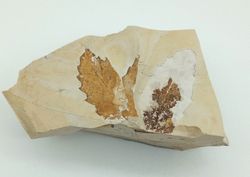 Quercus - Hoja fósil