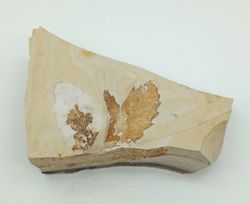 Quercus - Hoja fósil