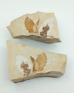 Quercus - Hoja fósil