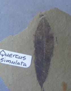Quercus simulata (Hoja fósil)