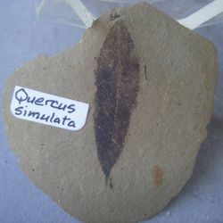 Quercus simulata (Hoja fósil)