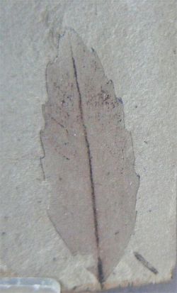 Quercus simulata (Hoja fosilizada sobre roca)