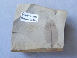 Quercus simulata (Hoja fosilizada sobre roca)