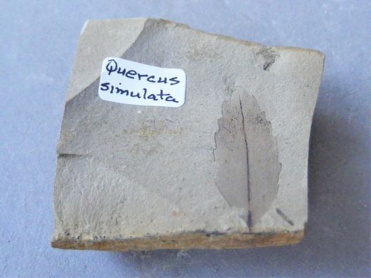 Quercus simulata (Hoja fosilizada sobre roca)