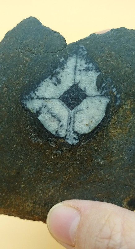 Quiastolita sección