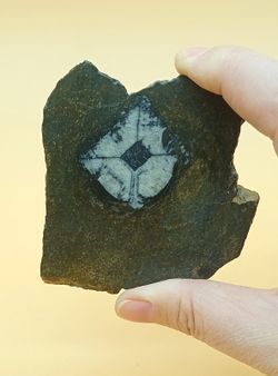 Quiastolita sección