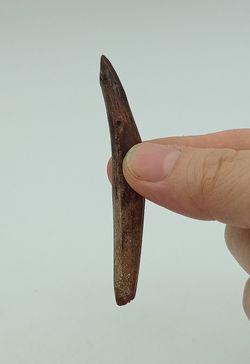 Rebbachiasaurus (diente fósil)