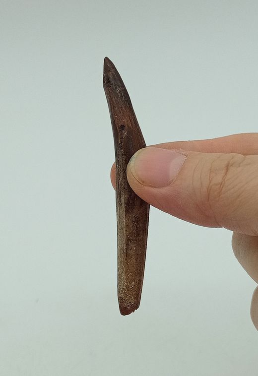 Rebbachiasaurus (diente fósil)
