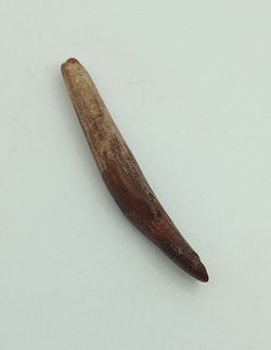 Rebbachiasaurus (diente fósil)