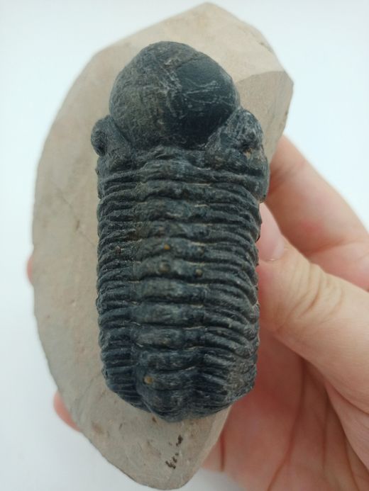 Reedops cephalotes