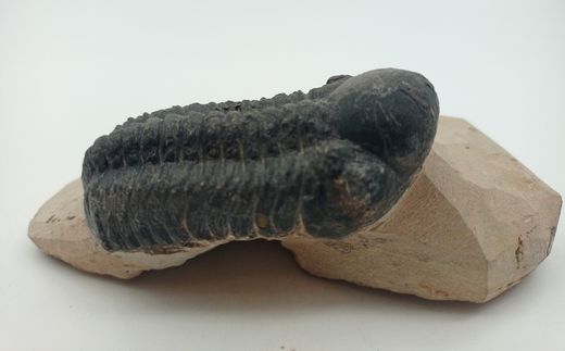 Reedops cephalotes