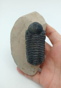 Reedops cephalotes