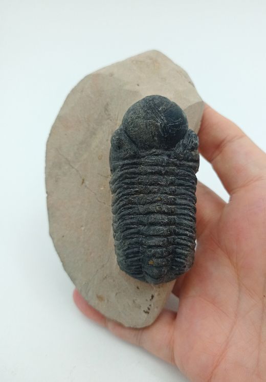 Reedops cephalotes