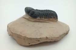 Reedops cephalotes