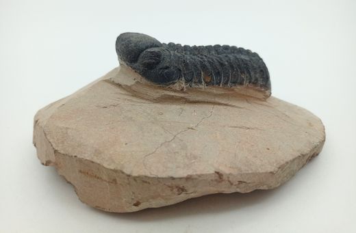 Reedops cephalotes