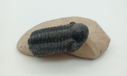 Reedops cephalotes