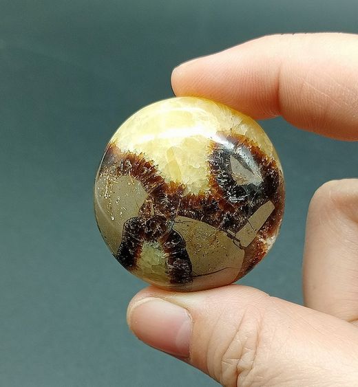 Rodado XL de Septaria - Ref.4