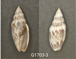 Scabricola desetangsi