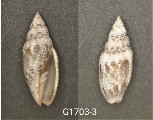 Scabricola desetangsi