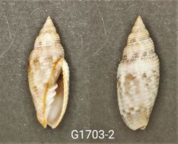 Scabricola desetangsi