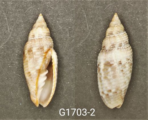 Scabricola desetangsi