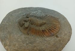Scabriscutellum hammadi