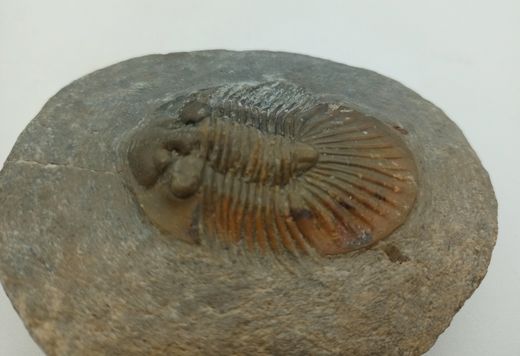 Scabriscutellum hammadi