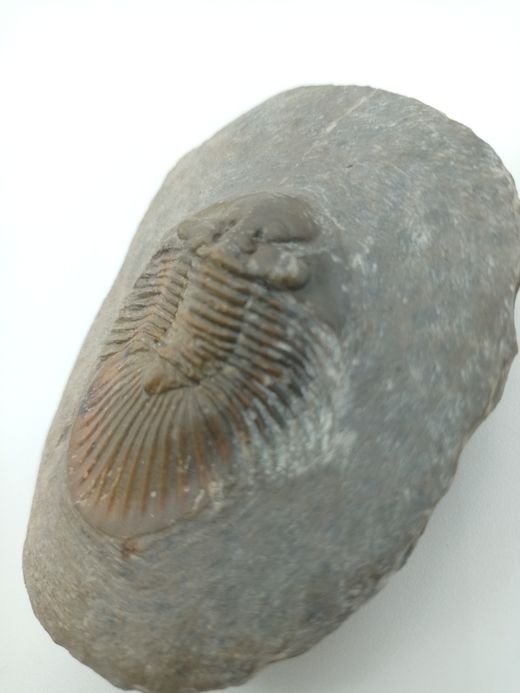 Scabriscutellum hammadi