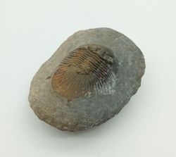 Scabriscutellum hammadi