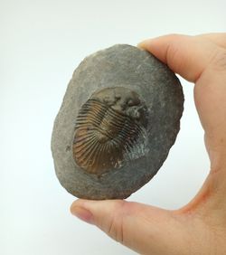 Scabriscutellum hammadi