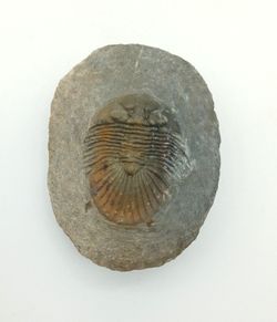Scabriscutellum hammadi