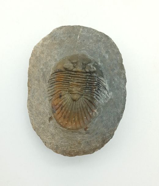 Scabriscutellum hammadi