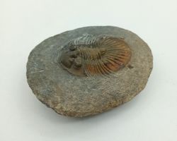 Scabriscutellum hammadi
