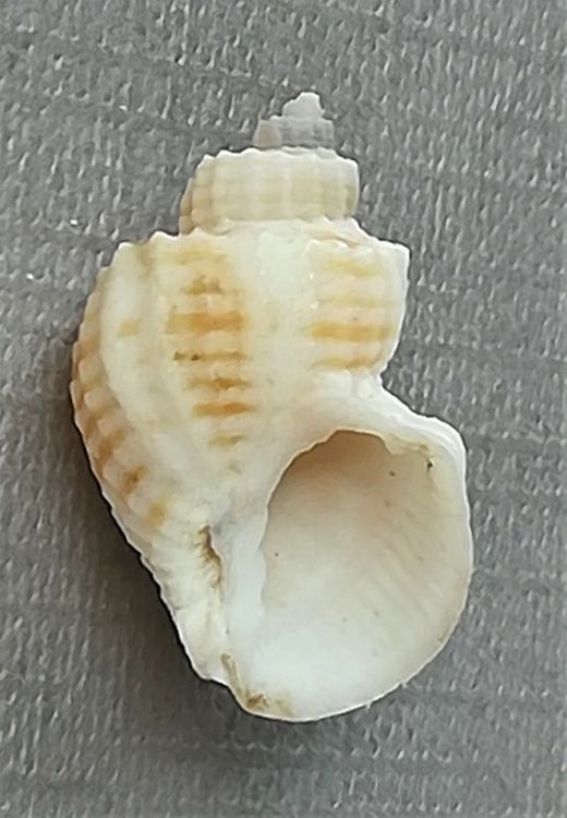 Scalptia scalata SOWERBY, 1833