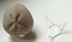 Soporte de plástico de 3 puntas