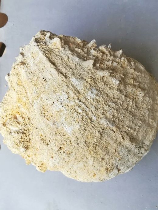 Spondylus crassicosta