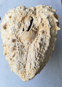 Spondylus crassicosta