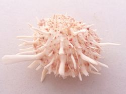Spondylus variegatus f. barbatus
