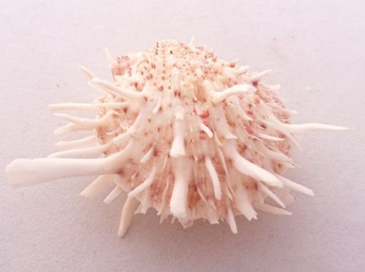 Spondylus variegatus f. barbatus