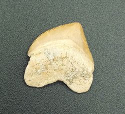 Squalicorax pristodontus - (Diente fósil de Tiburón)