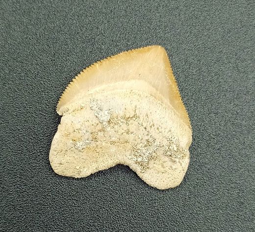 Squalicorax pristodontus - (Diente fósil de Tiburón)