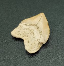 Squalicorax pristodontus - (Diente fósil de Tiburón)