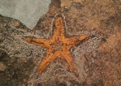 Stenaster (estrella de mar fósil) ejemplar en matriz