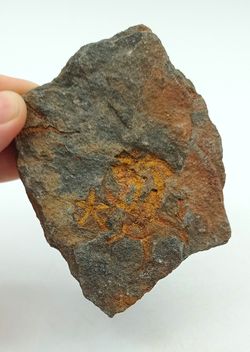 Stenaster (estrella de mar fósil)